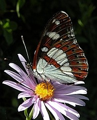 Teresa's 2011 wildlife holidays with expert birdwatcher and all-round naturalist Jeff Clarke